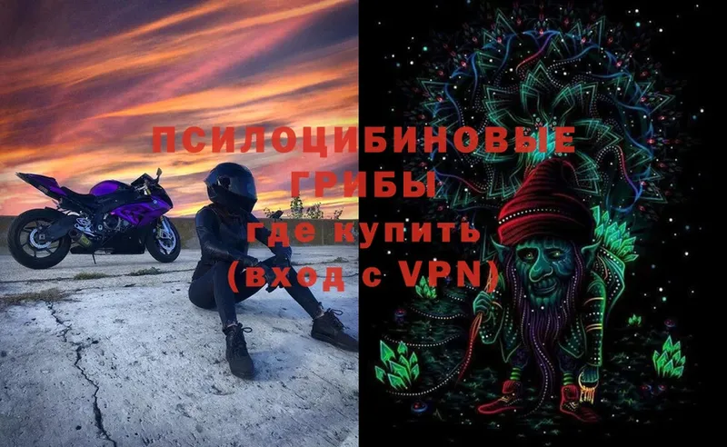 Псилоцибиновые грибы Cubensis  Задонск 